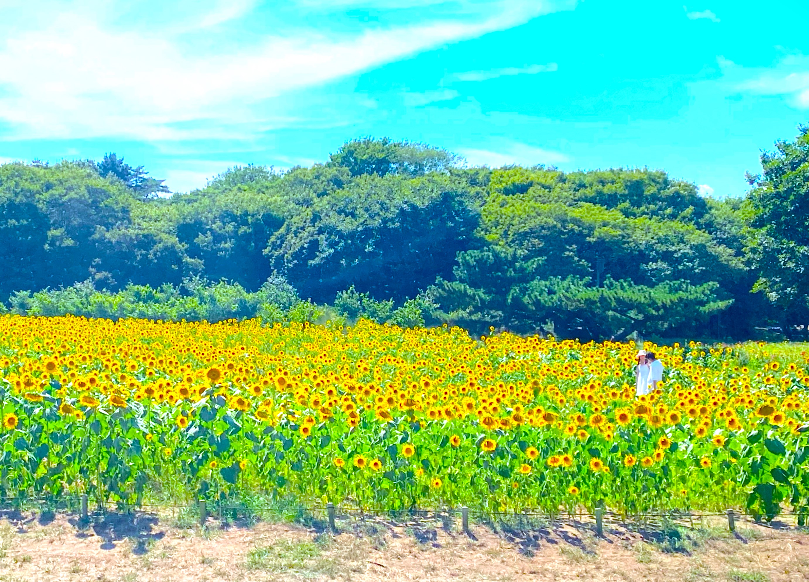 ひまわり
